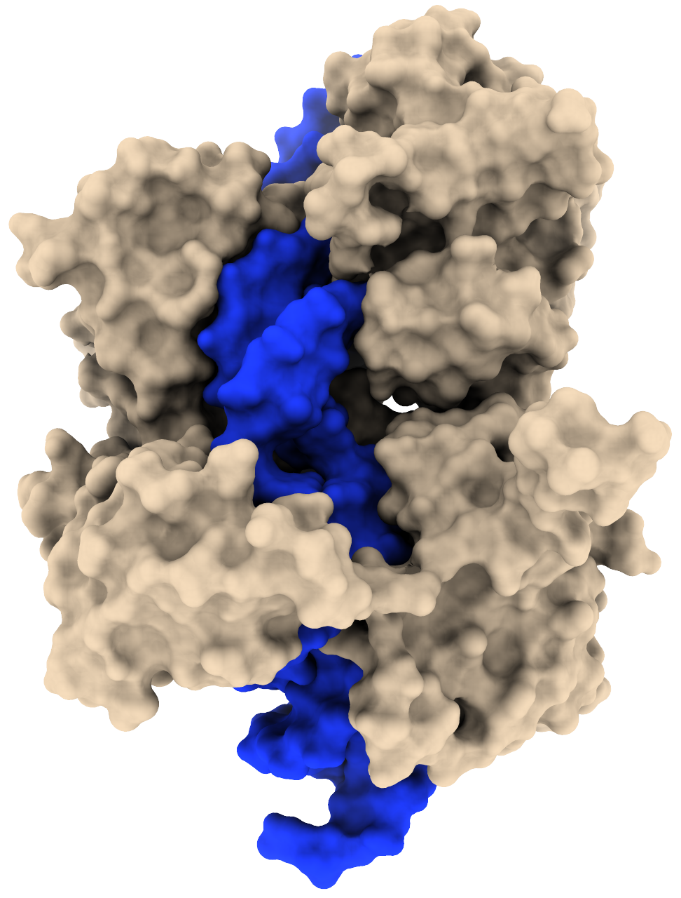 Cre recombinase bound to DNA, the Cre-loxP synaptic complex.